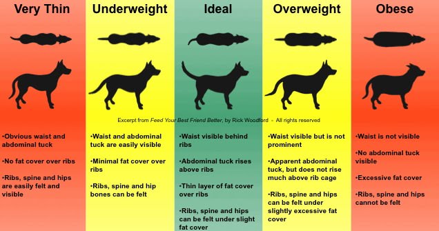 Fat, skinny, and perfect dog weight