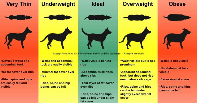 how do i know if my puppy is underweight