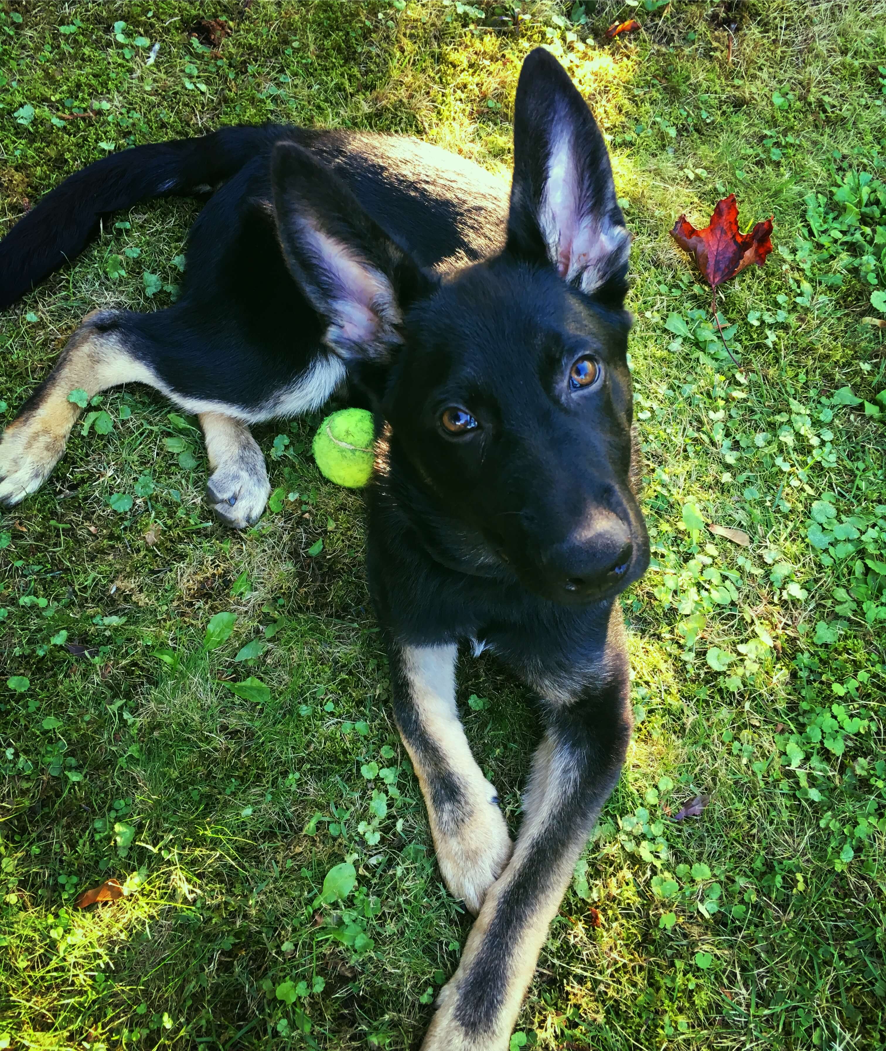 Dog Training World by K91